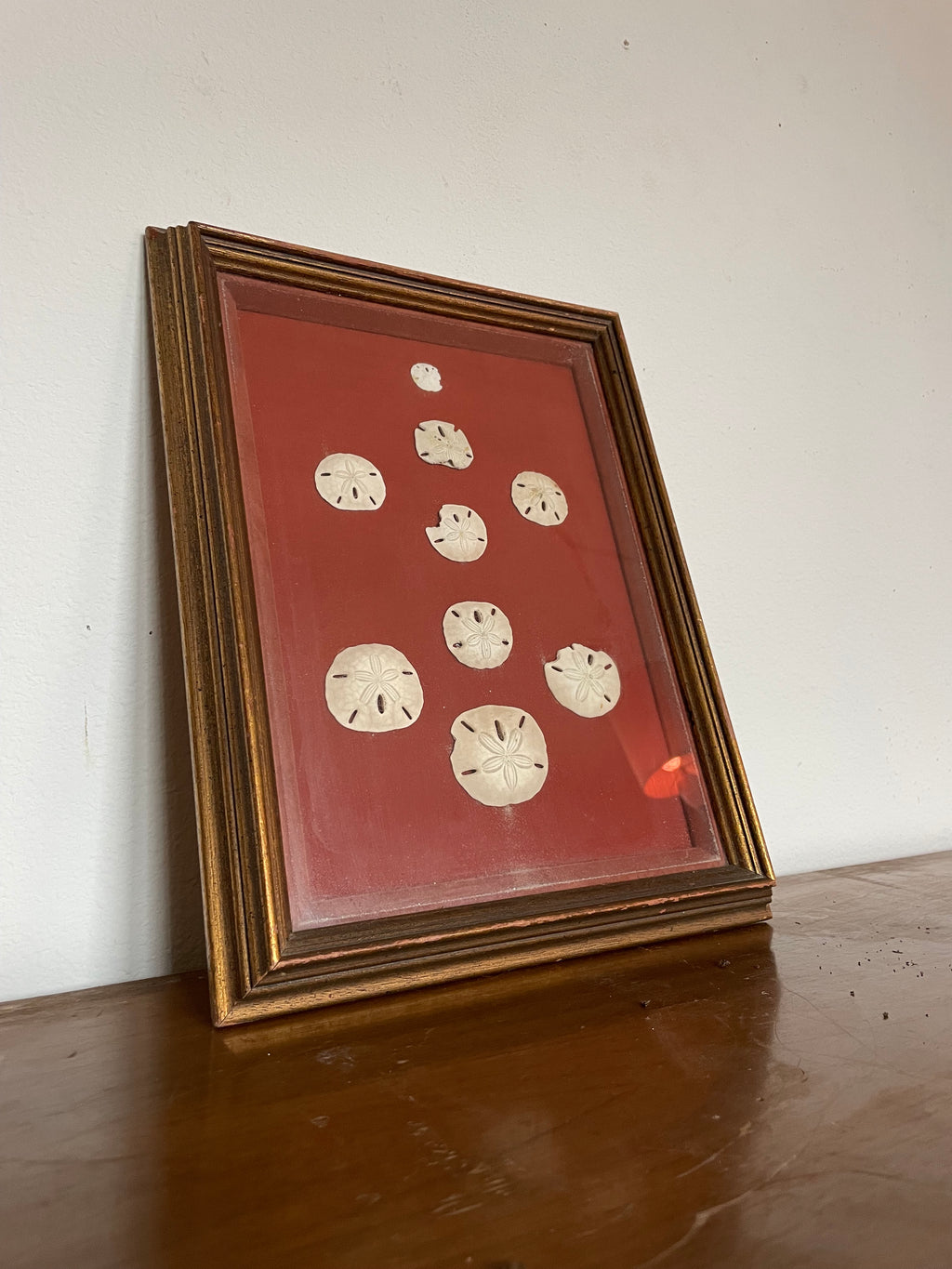 framed sand dollars on fabric