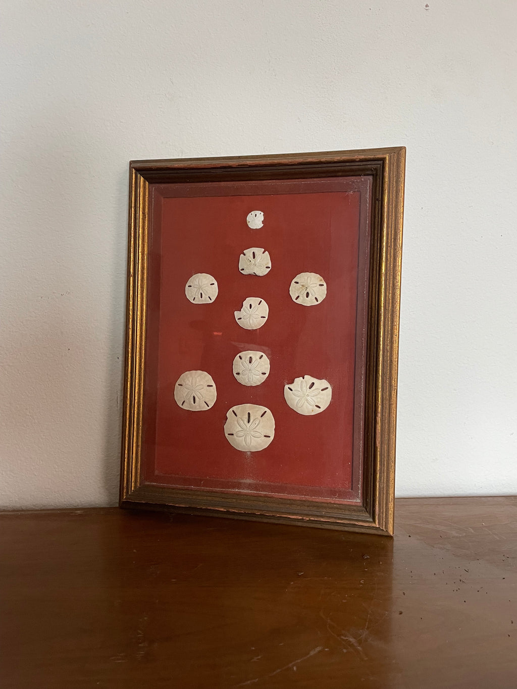 framed sand dollars on fabric