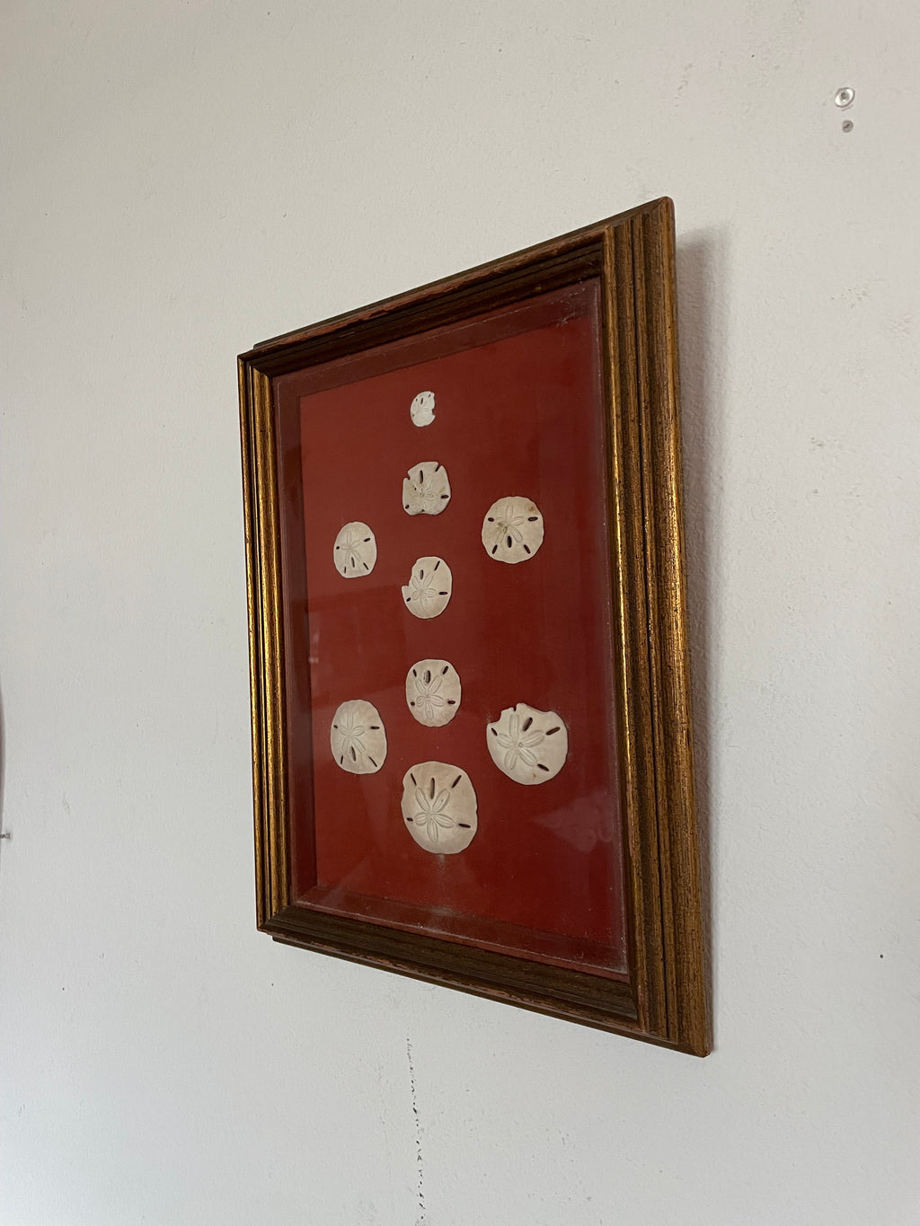 framed sand dollars on fabric