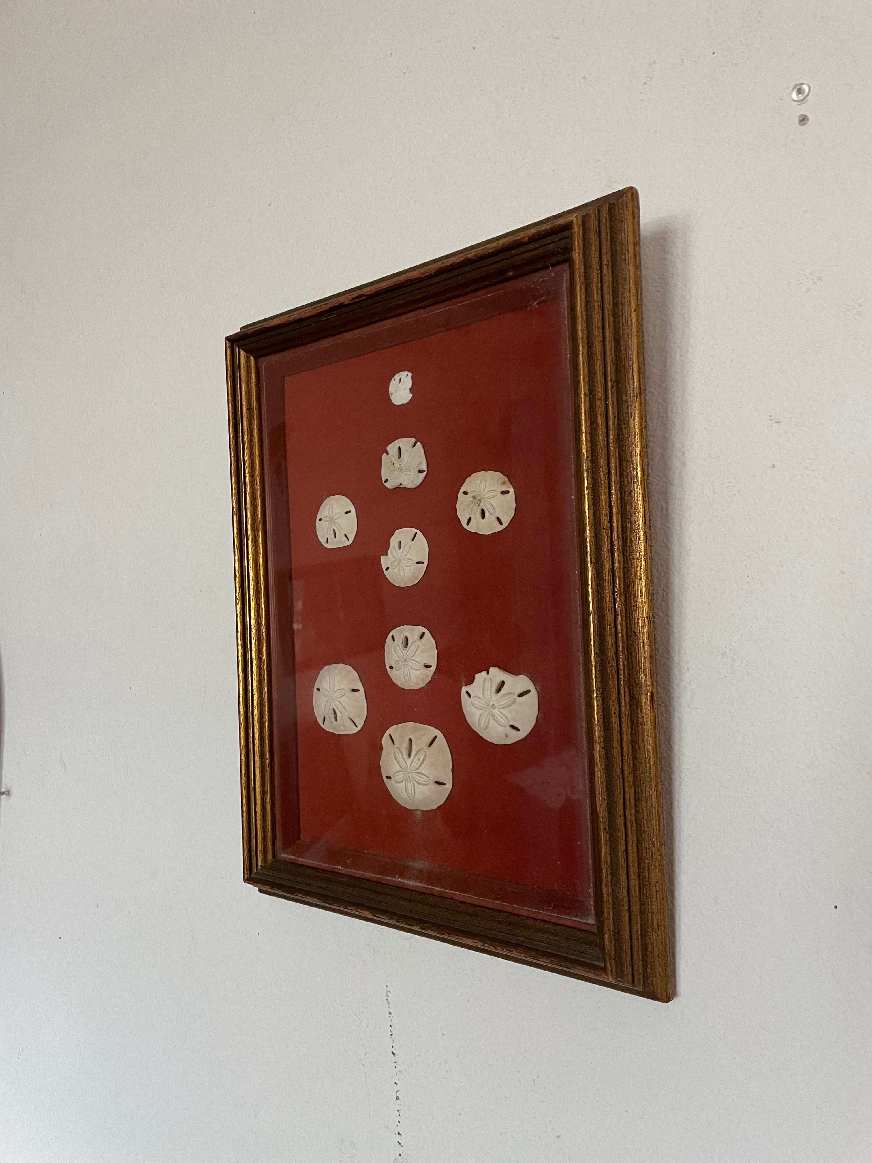 framed sand dollars on fabric