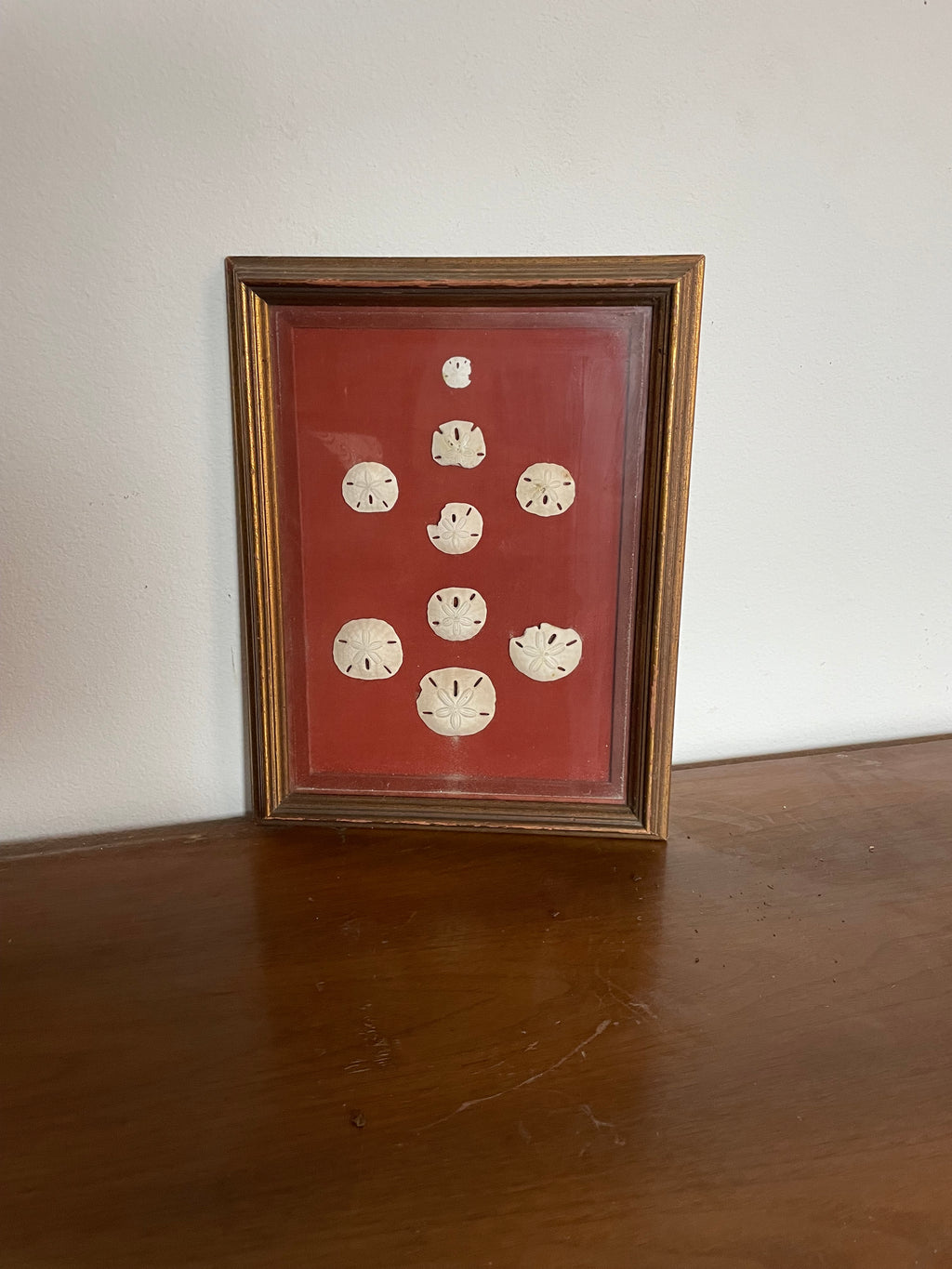 framed sand dollars on fabric